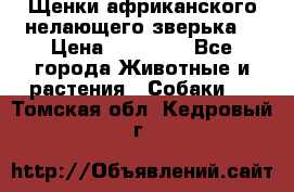 Щенки африканского нелающего зверька  › Цена ­ 35 000 - Все города Животные и растения » Собаки   . Томская обл.,Кедровый г.